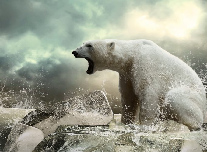 Wallpaper Polar bear, ice, roar, ocean, Animals 4767116532